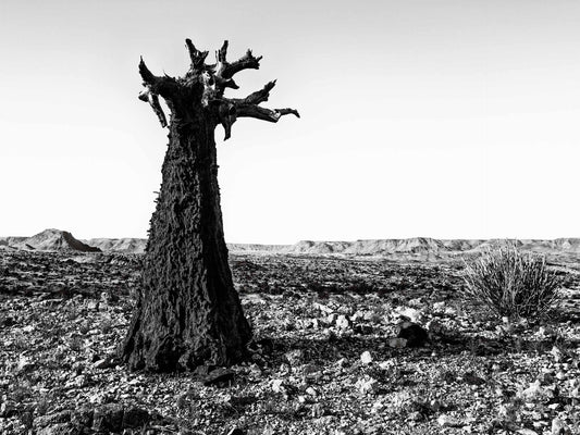 Black and white photograph by Peter Delaney of an ancient Quiver Tree standing in the rocky landscape of South Africa’s Northern Cape.