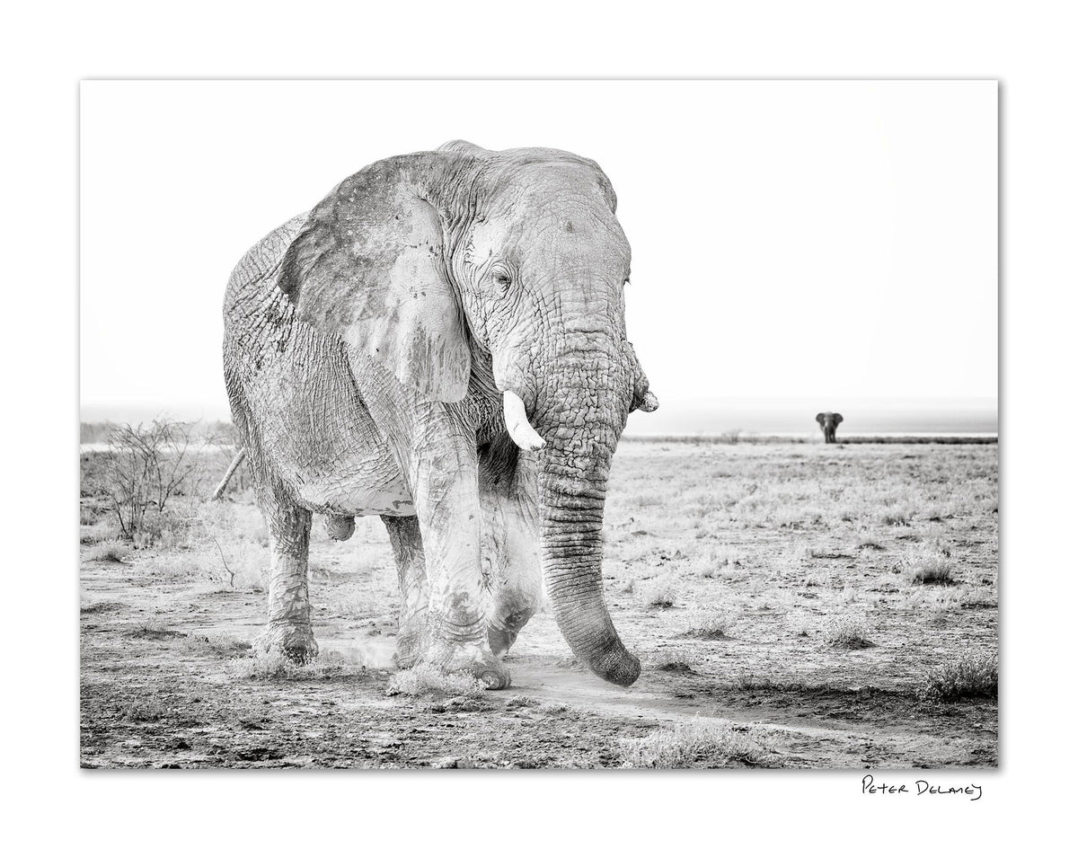 Signed Black-and-white fine art photograph of an African elephant walking across the dry, open landscape of Etosha National Park, Namibia.