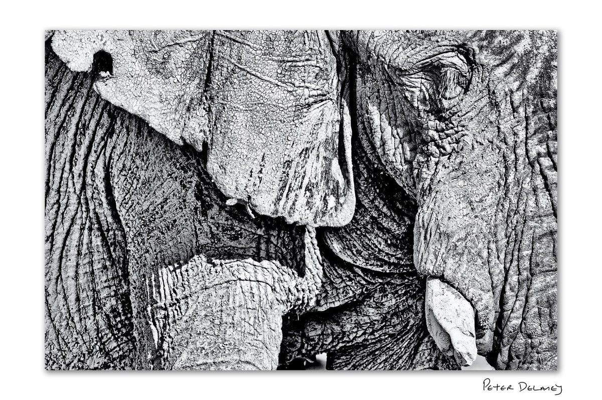 Black and white fine art print of an elephant, featuring a close-up of wrinkled skin and tusks, with the signature Peter Delany in the bottom right corner.
