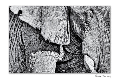 Black and white fine art print of an elephant, featuring a close-up of wrinkled skin and tusks, with the signature Peter Delany in the bottom right corner.