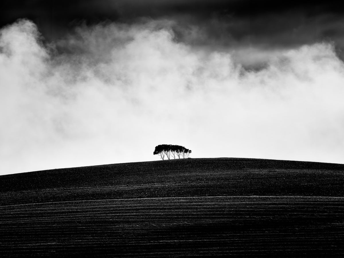 Black and white fine art photograph by Peter Delaney of five trees on a furrowed hillside beneath dark, dramatic storm clouds.