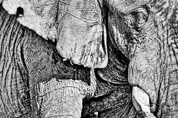 Black and white close-up photograph of an elephant's textured wrinkled skin and tusks.