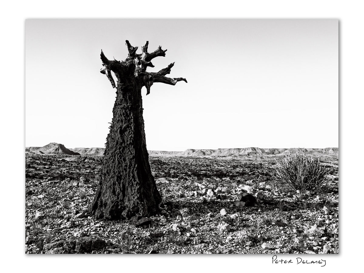 Peter Delaney’s Kuchiki no Tamashii, a black and white photograph of an ancient Quiver Tree in South Africa’s Northern Cape landscape.
