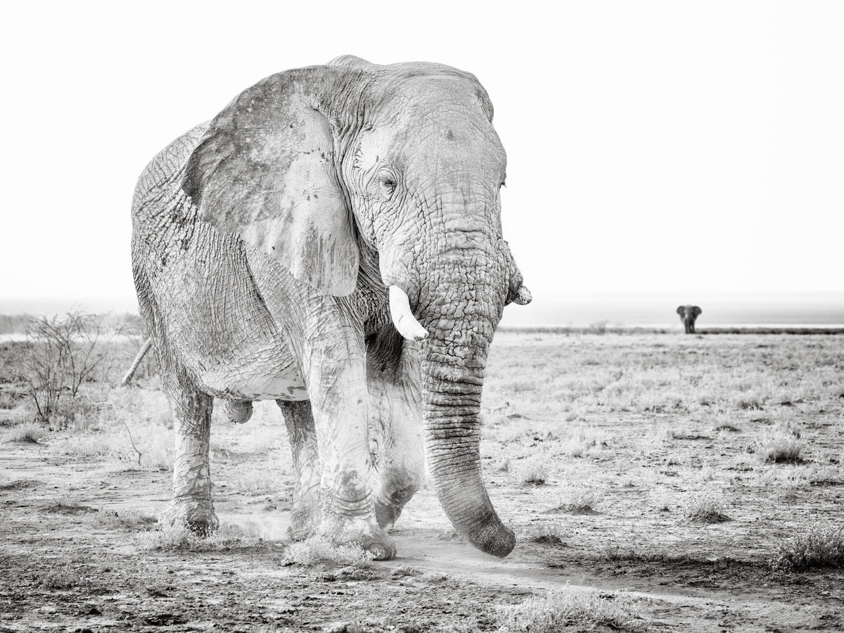 Old Grey Ghost by Peter Delaney, a black and white wildlife photograph of an African elephant walking across the plains of Etosha National Park, Namibia.