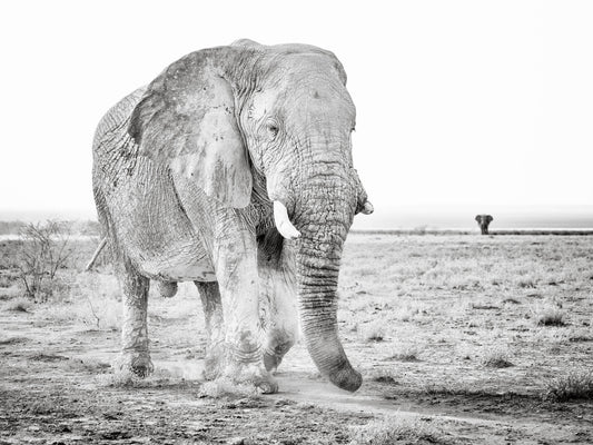 Old Grey Ghost by Peter Delaney, a black and white wildlife photograph of an African elephant walking across the plains of Etosha National Park, Namibia.