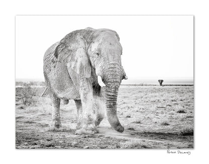 Signed Black-and-white fine art photograph of an African elephant walking across the dry, open landscape of Etosha National Park, Namibia.