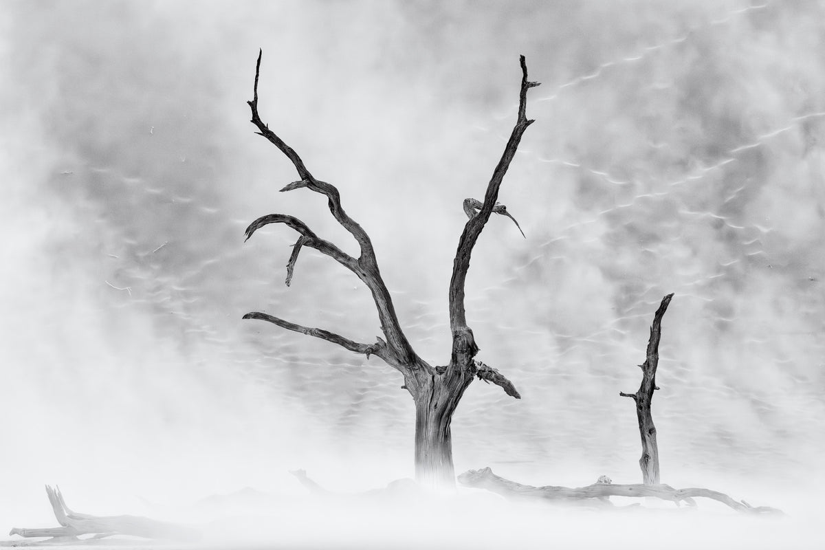 Black and white landscape photograph by Peter Delaney of ancient dead camel thorn trees in Deadvlei, Namibia, surrounded by windswept desert dunes.