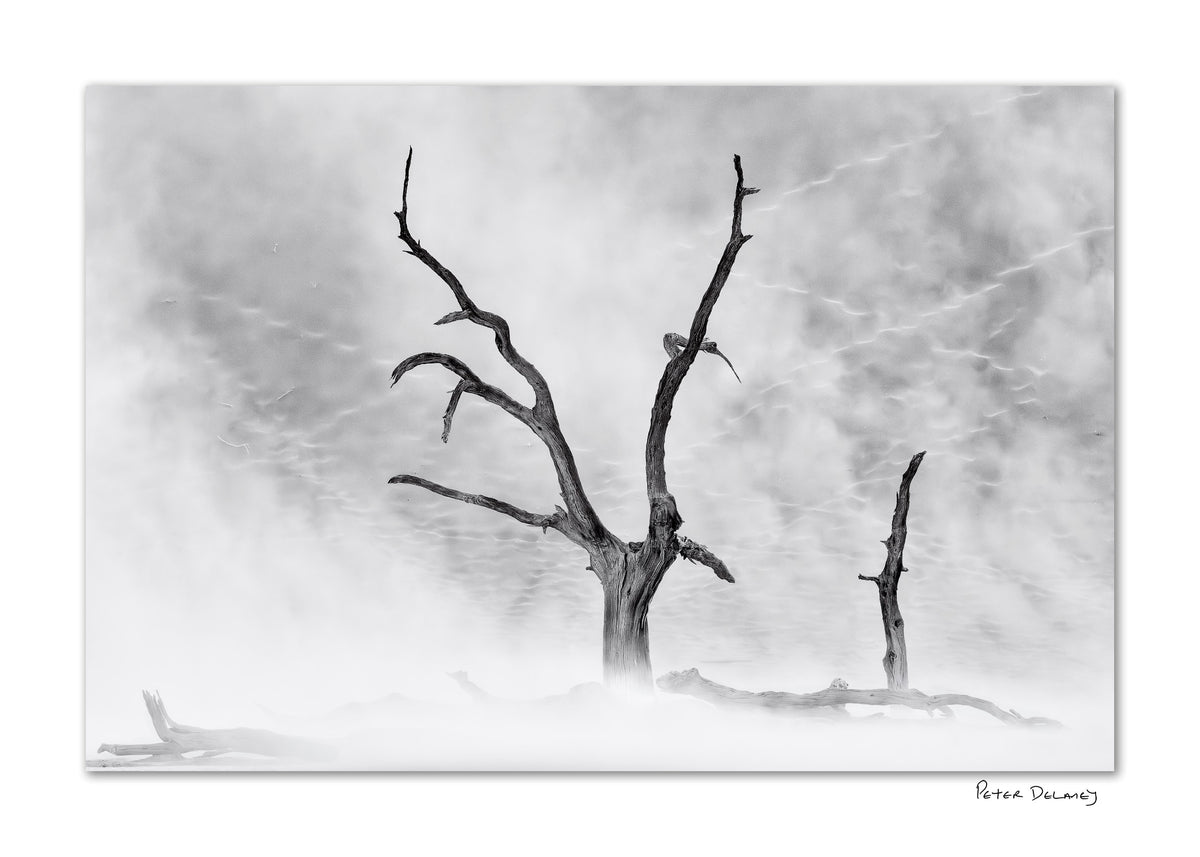 Hand signed black-and-white fine art photograph of skeletal camel thorn trees rising from the stark white clay pan of Deadvlei in Namibia’s Namib Desert.