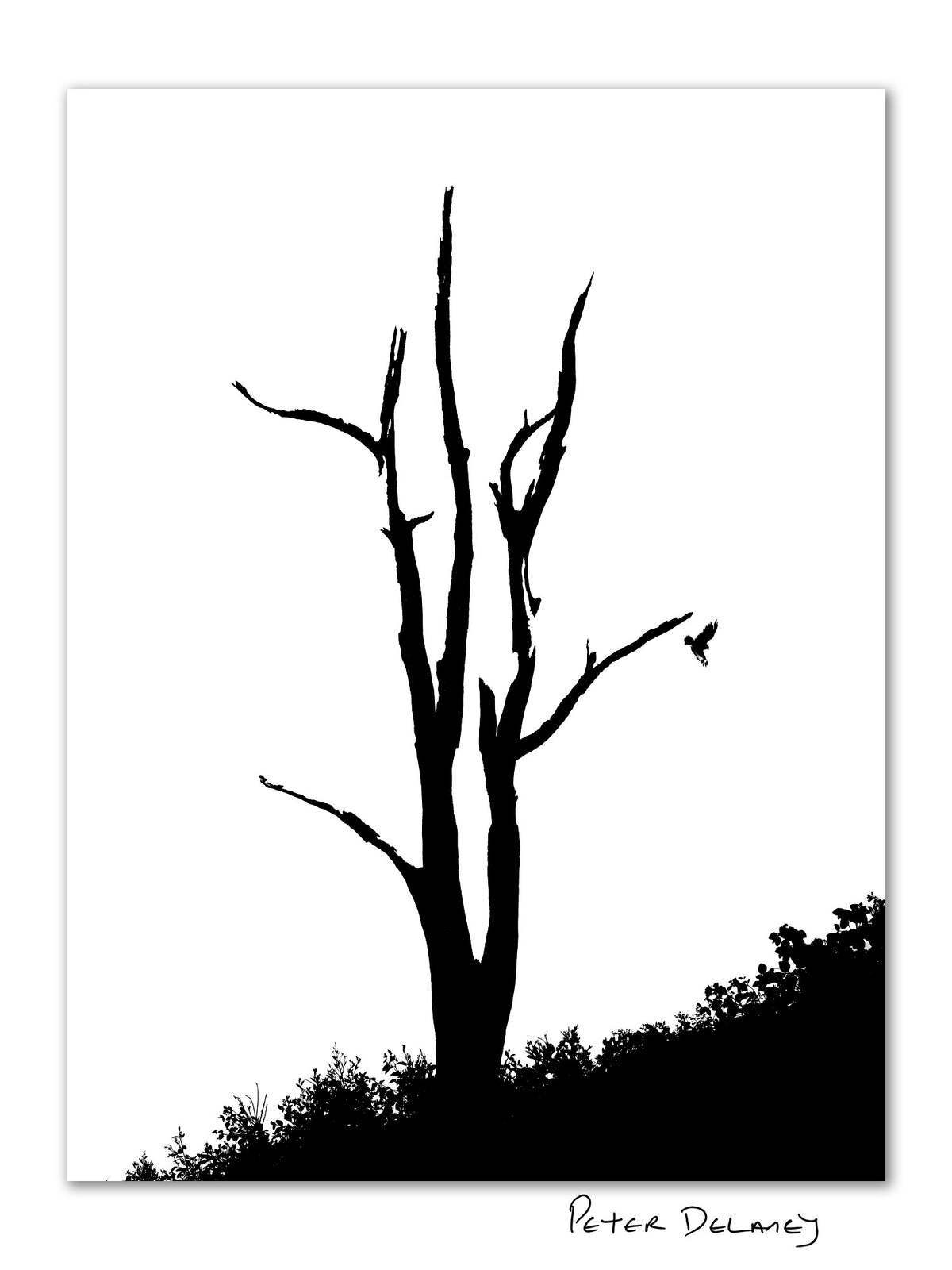 Peter Delaney black-and-white photograph of a stark, leafless tree silhouetted against a white sky, with a small bird in flight beside its branches.
