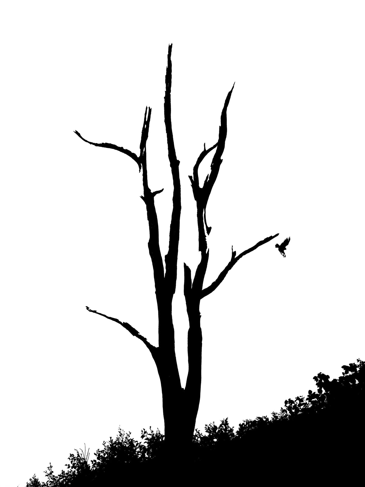 Black and white fine art photograph by Peter Delaney of a skeletal tree silhouetted against a white sky as a bird of prey flies past the bare branches.